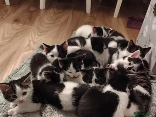 Mixed Breed cats Kittens from 2 litters born days apart - Advert 12