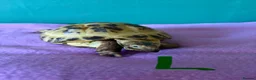 Tortoise reptiles for sale: 2 Horsefield Tortoises - Advert 2