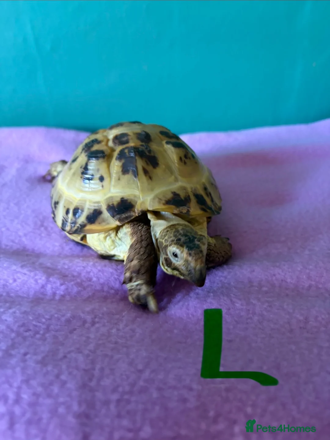Tortoise reptiles for sale: 2 Horsefield Tortoises - Advert 2