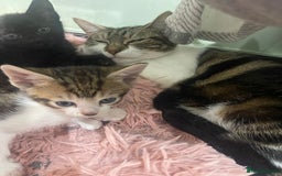 Mixed Breed cats for sale: BEAUTIFUL KITTENS  - Image 10