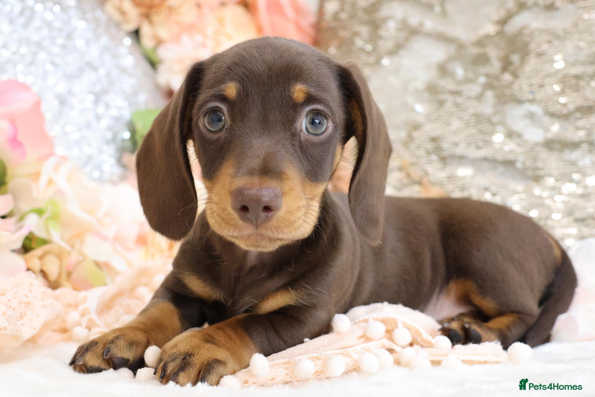 Miniature Dachshund dogs KC Miniature Dachshund Puppies - Advert 1