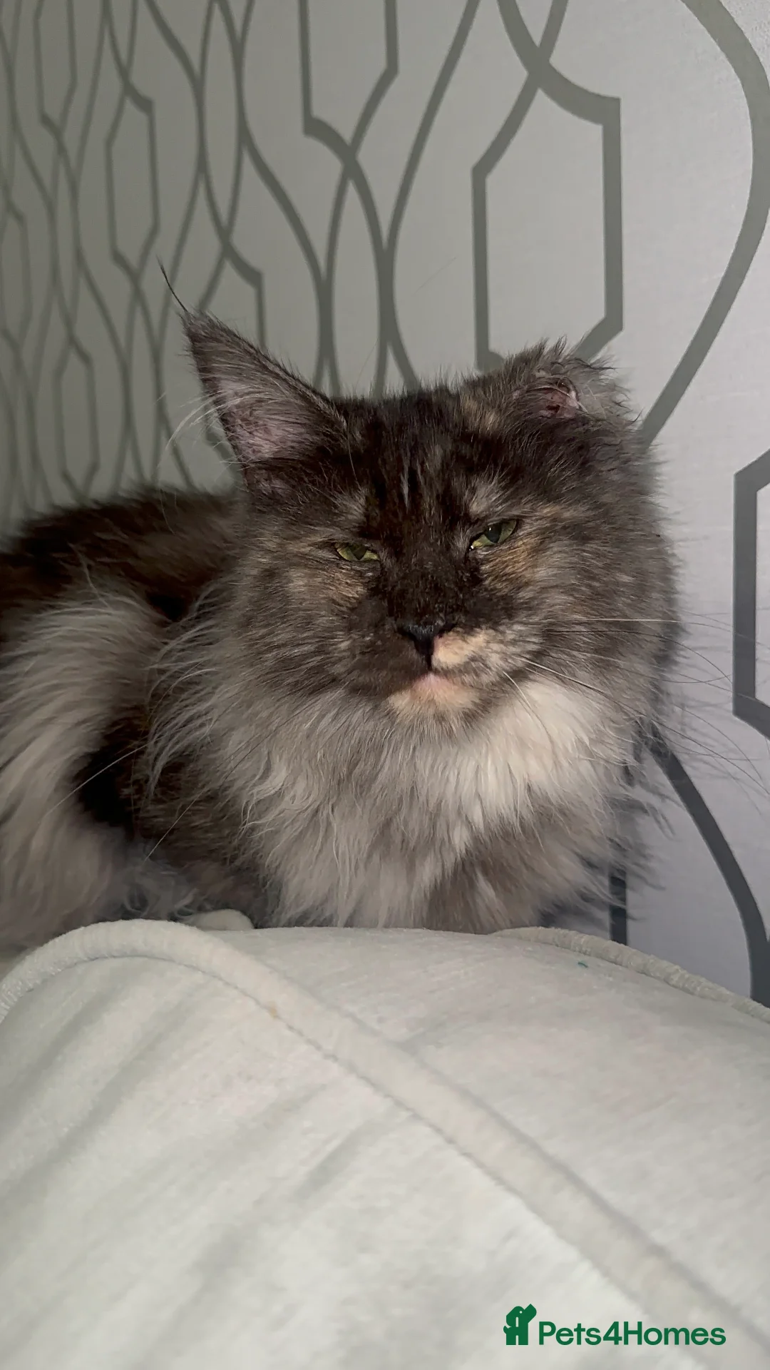 Maine Coon cats for sale: TICA Registered Female - Advert 5