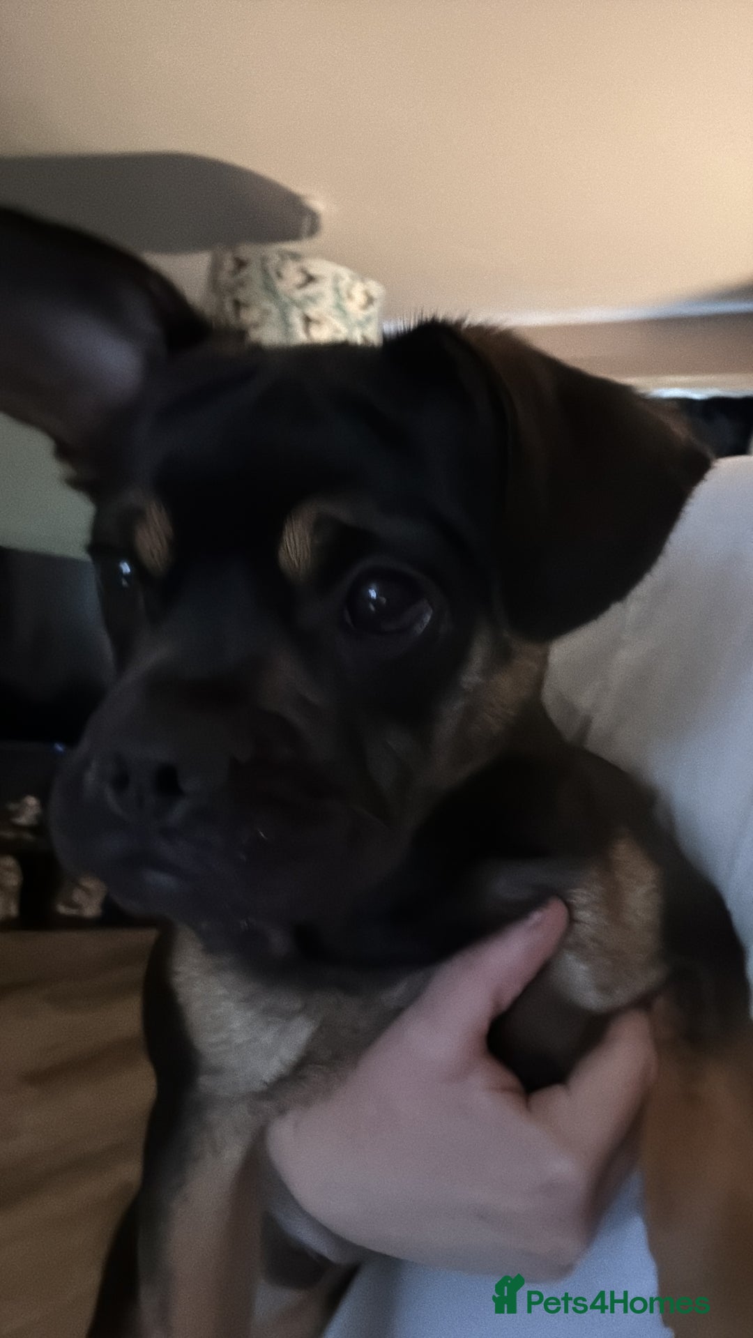 Mixed Breed dogs for sale: French bulldog x Yorkiepoo puppies - Image 3