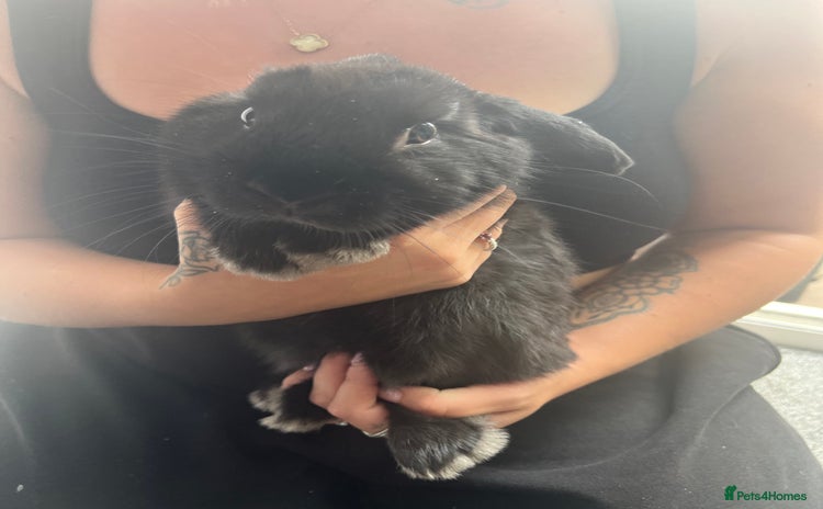 Netherland Dwarf rabbits - Advert 1