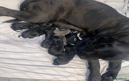 Cane Corso dogs for sale: Beautiful chunky Cane Corso puppies  - Image 6
