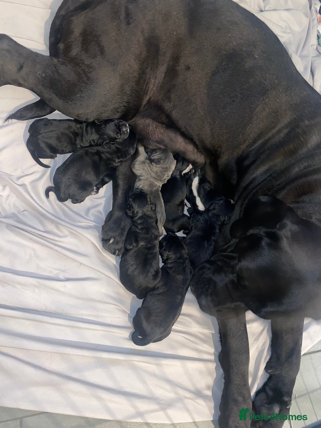 Cane Corso dogs for sale: Beautiful chunky Cane Corso puppies  - Image 6