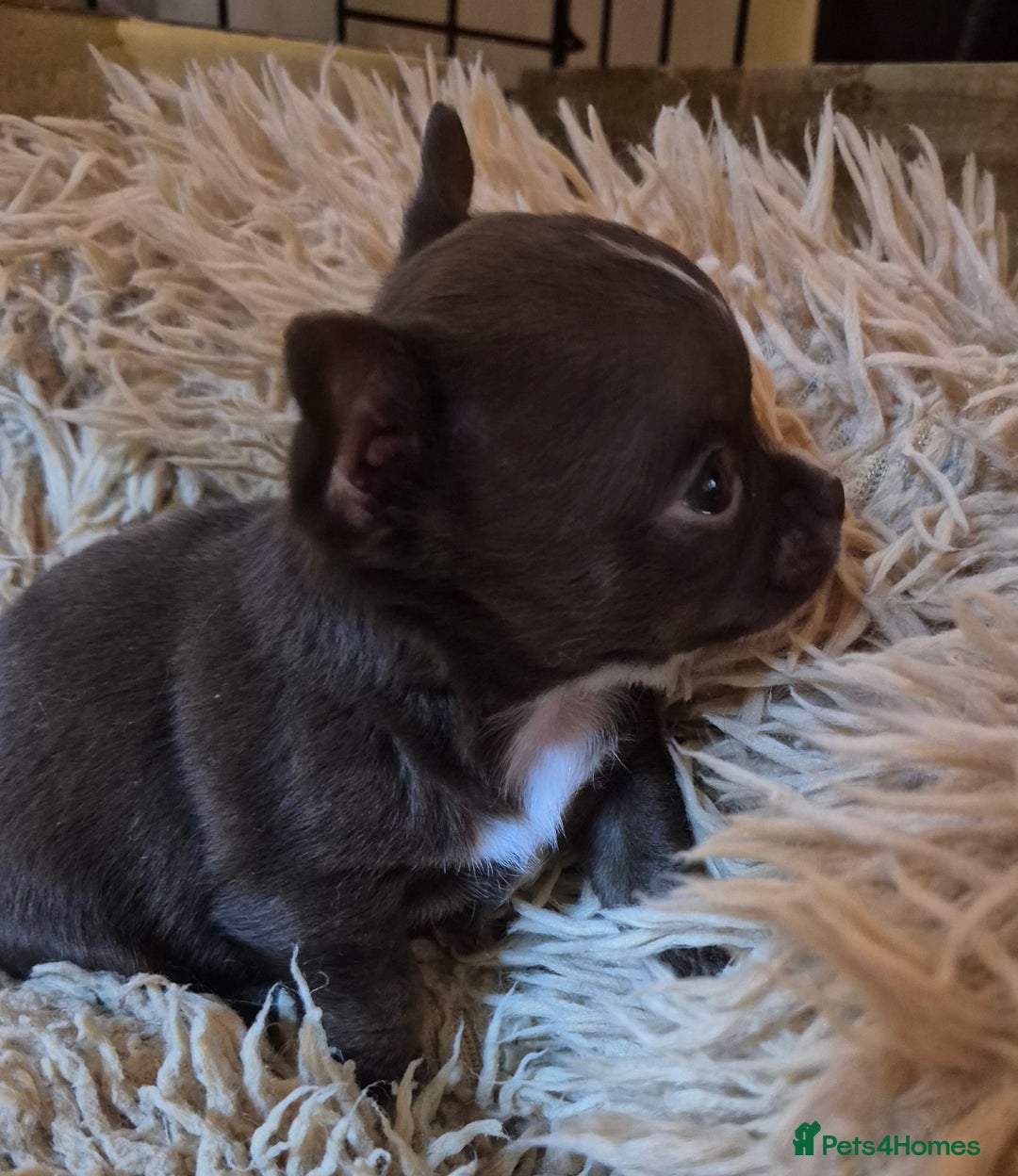 Chihuahua dogs for sale: KC chihuahua puppies  - Advert 13