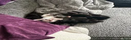 Mixed Breed cats for sale: 3 kittens looking for their forever home - Advert 13