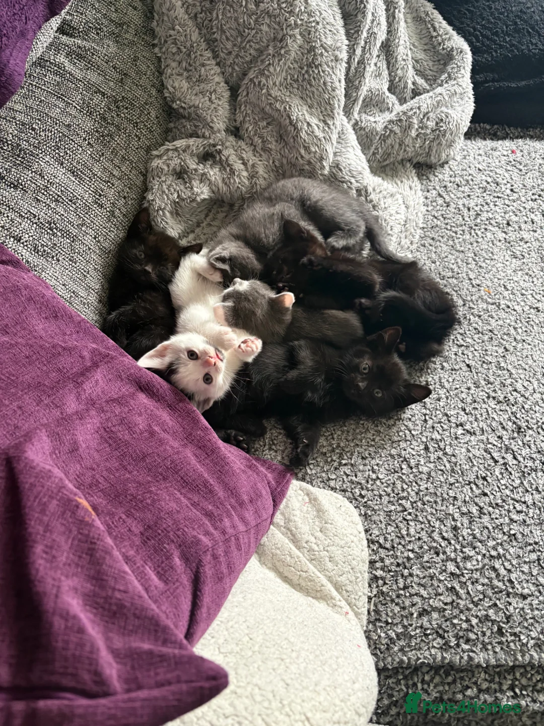 Mixed Breed cats for sale: 3 kittens looking for their forever home - Advert 13