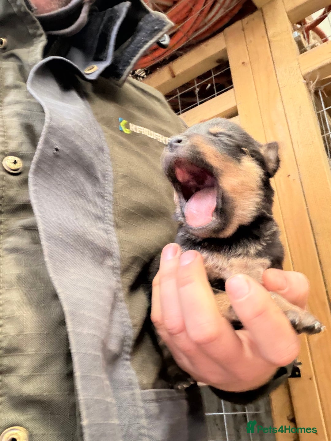 Mixed Breed dogs for sale: kelpie/blue heelers - Advert 10