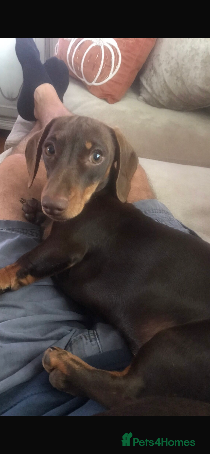 Miniature Dachshund dogs Minature dachsund puppies - Advert 18