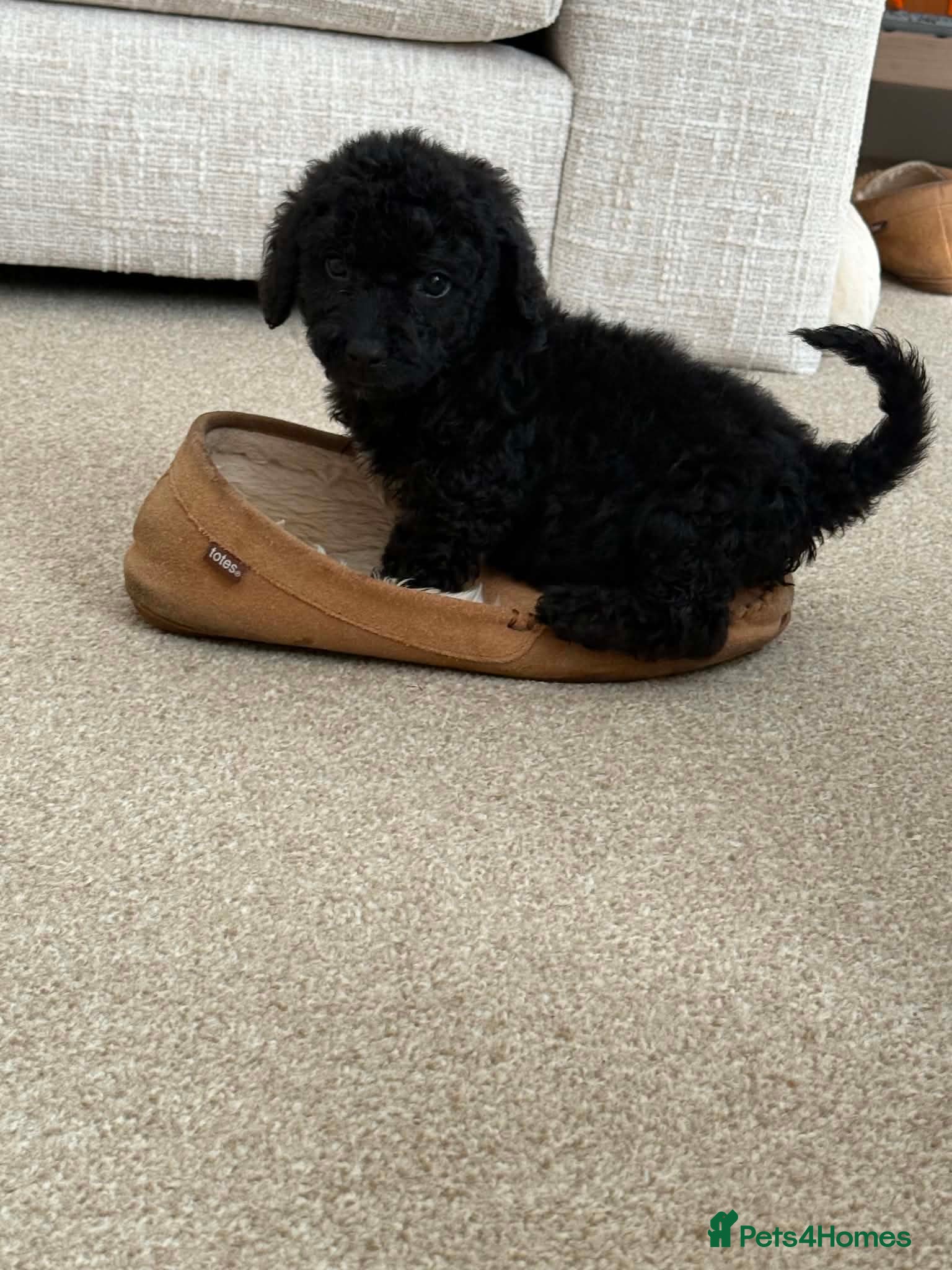 Cockapoo dogs Beautiful miniature F1B cockapoos - Advert 2
