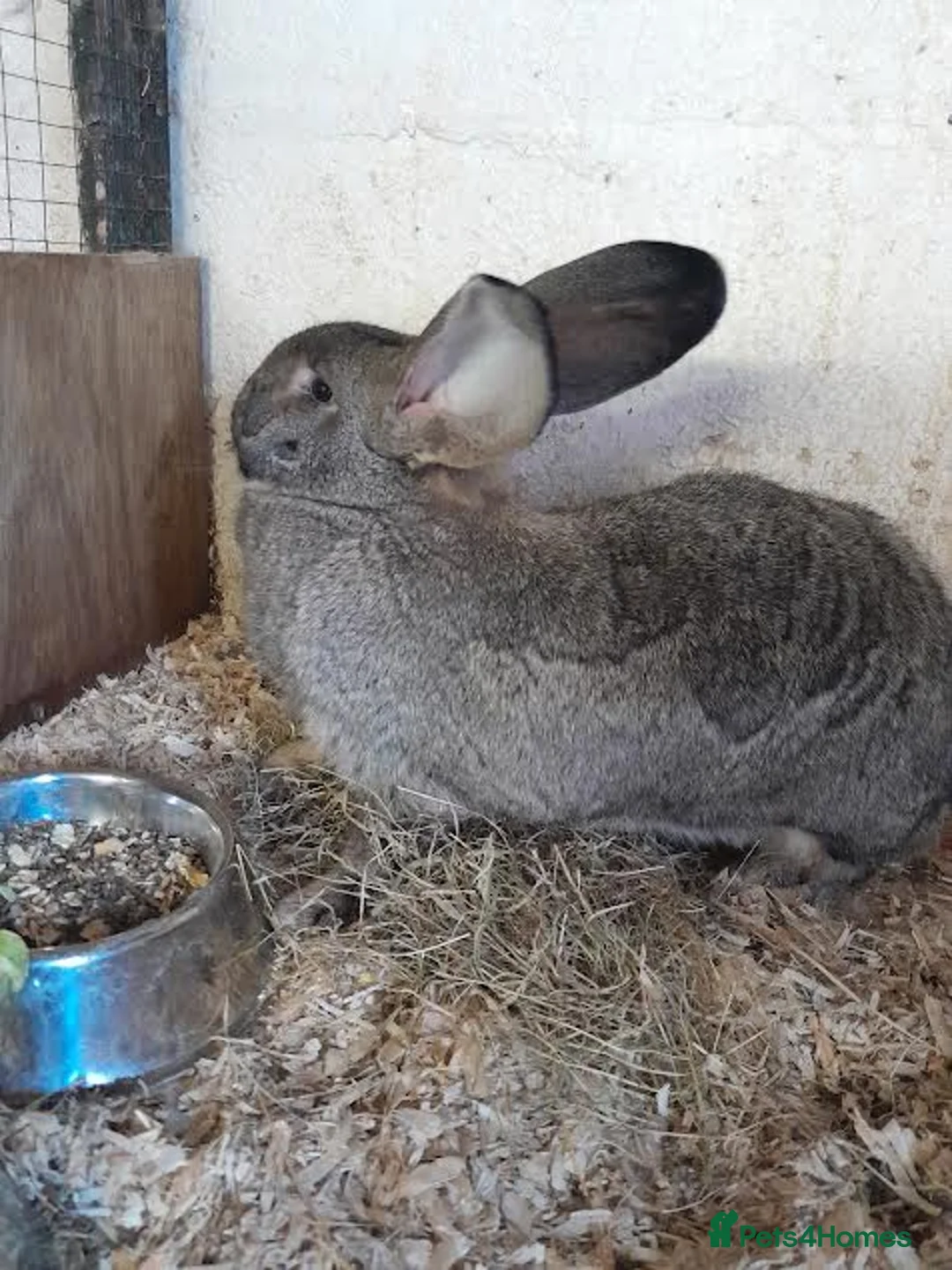 Continental Giant rabbits for sale: continental giant rabbits 10 weeks old ready go in Crook - Advert 10
