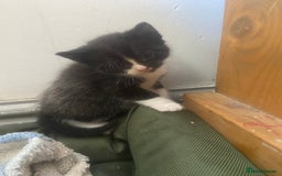 Mixed Breed cats for sale: 4 beautiful kittens. 1 boy 3 girls  - Image 2