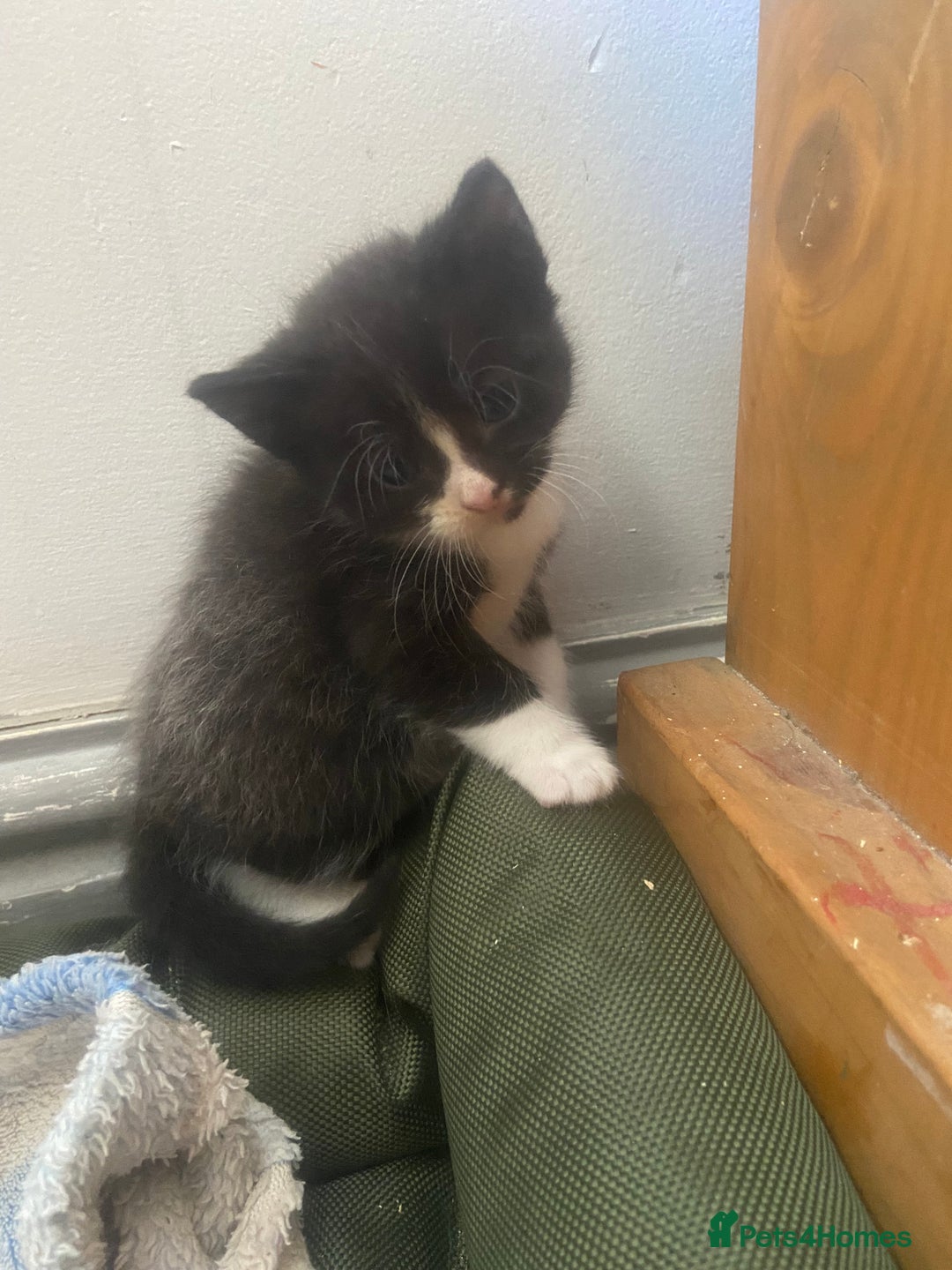 Mixed Breed cats for sale: 4 beautiful kittens. 1 boy 3 girls  - Image 2