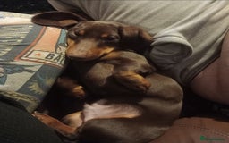 Dachshund dogs for stud: Standard Choc Dachshund, Reduced Fee Until Proven - Image 9