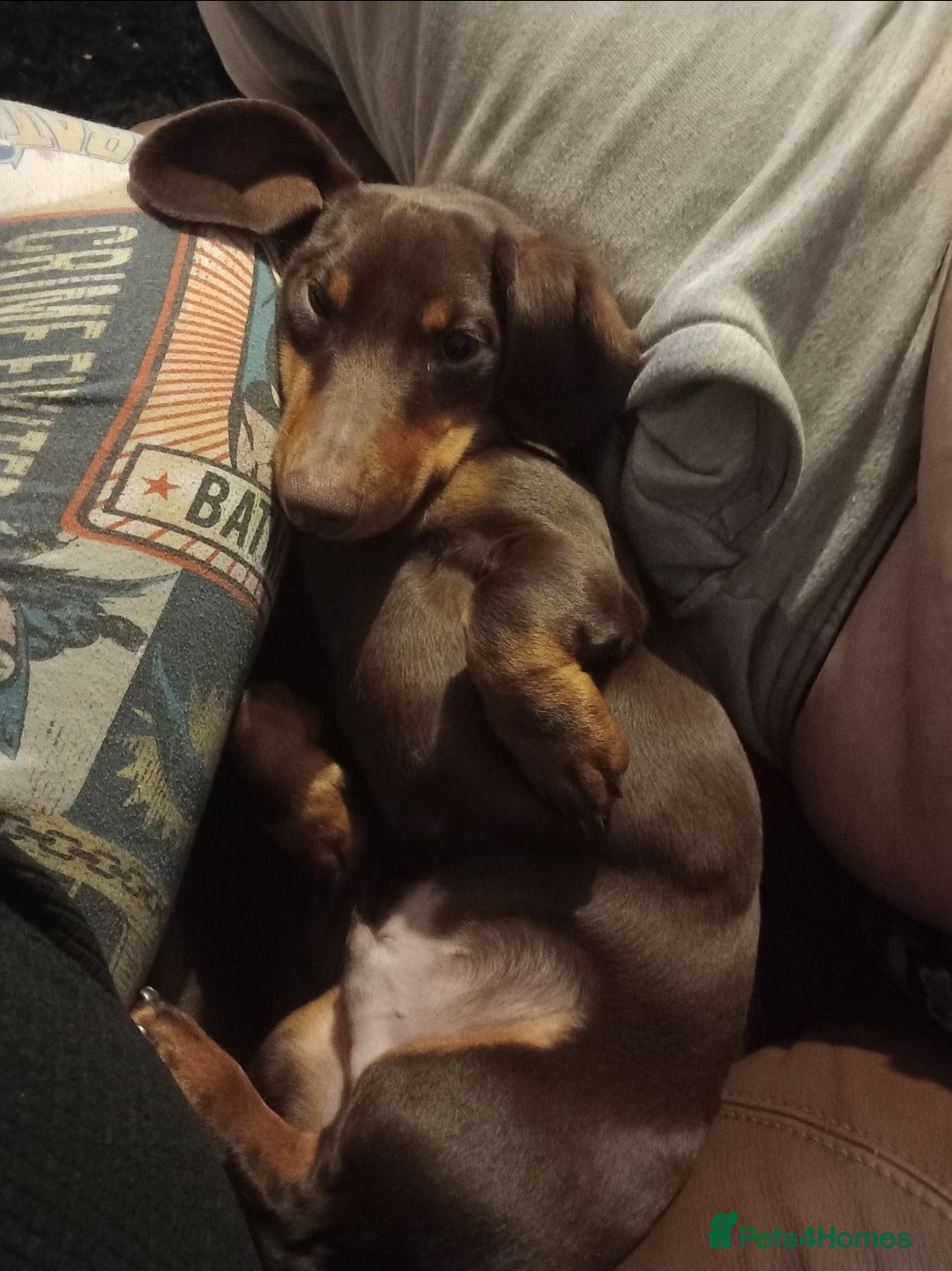 Dachshund dogs for stud: Standard Choc Dachshund, Reduced Fee Until Proven - Image 9