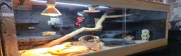 Bearded Dragon reptiles for sale: Hypo Orange Blue Bar Berded Dragon  in Dewsbury - Advert 2
