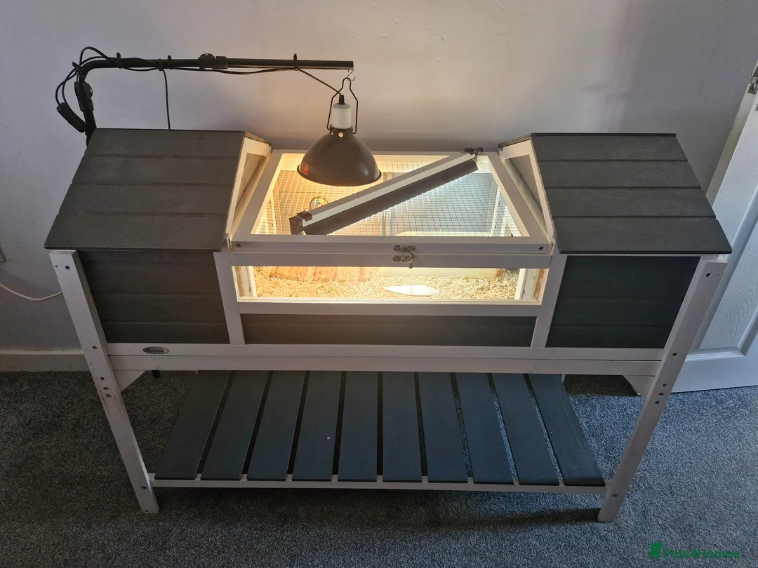 Hermann Tortoise reptiles for sale: Hermanns Tortoise in Thatcham - Advert 3