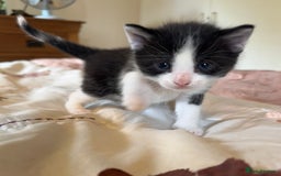 British Shorthair cats for sale: 2 boys one girl for sale  - Image 21