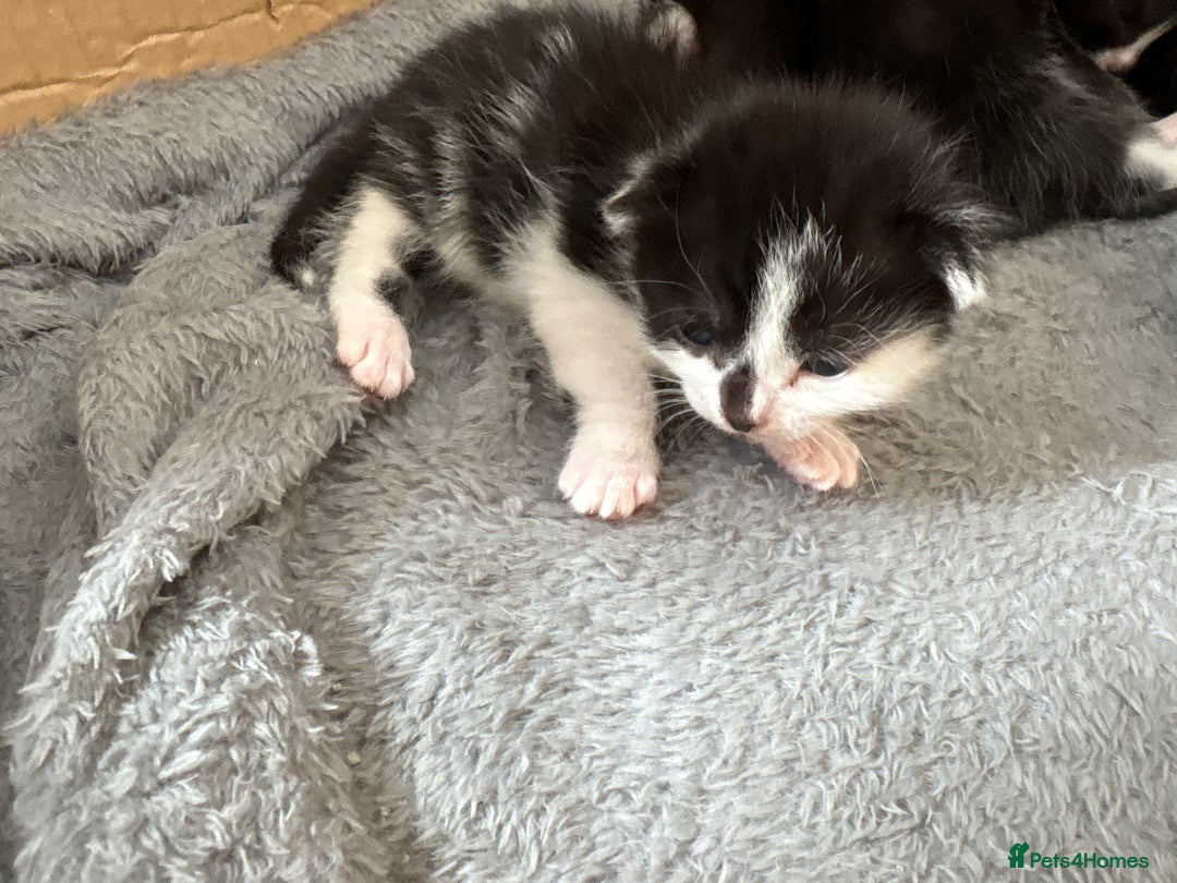 Turkish Van cats for sale: Black and white kittens last boy left  - Image 8