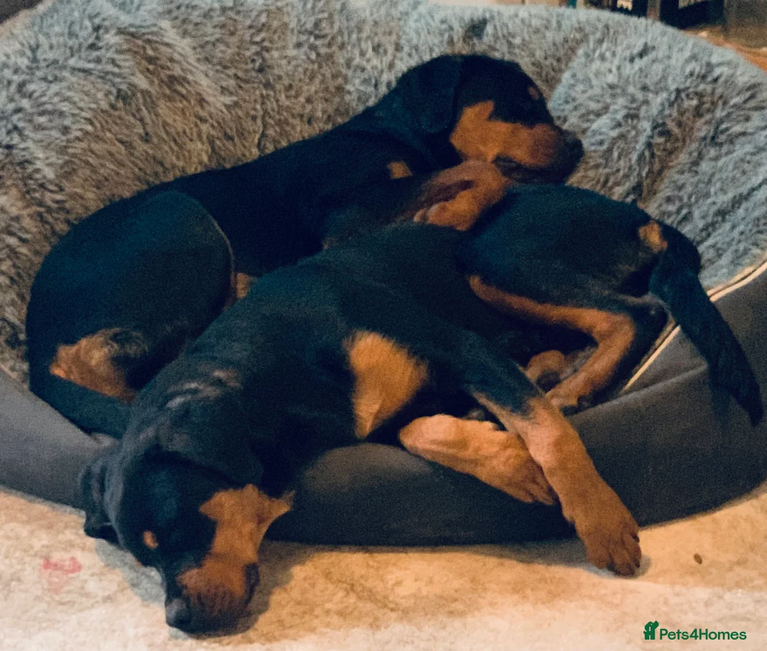 Rottweiler dogs for stud: MALE ROTTWEILER FOR STUD ONLY  - Advert 12