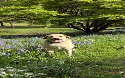 Labrador Retriever dogs for adoption: Tank  - Image 2