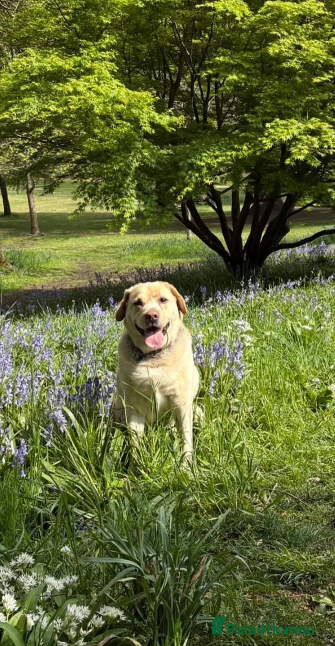 Labrador Retriever dogs for adoption: Tank  - Image 2