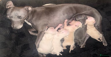 Italian Greyhound dogs - Advert 4
