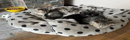 Persian cats for sale: Beautiful Persian X kittens for sale - Advert 18
