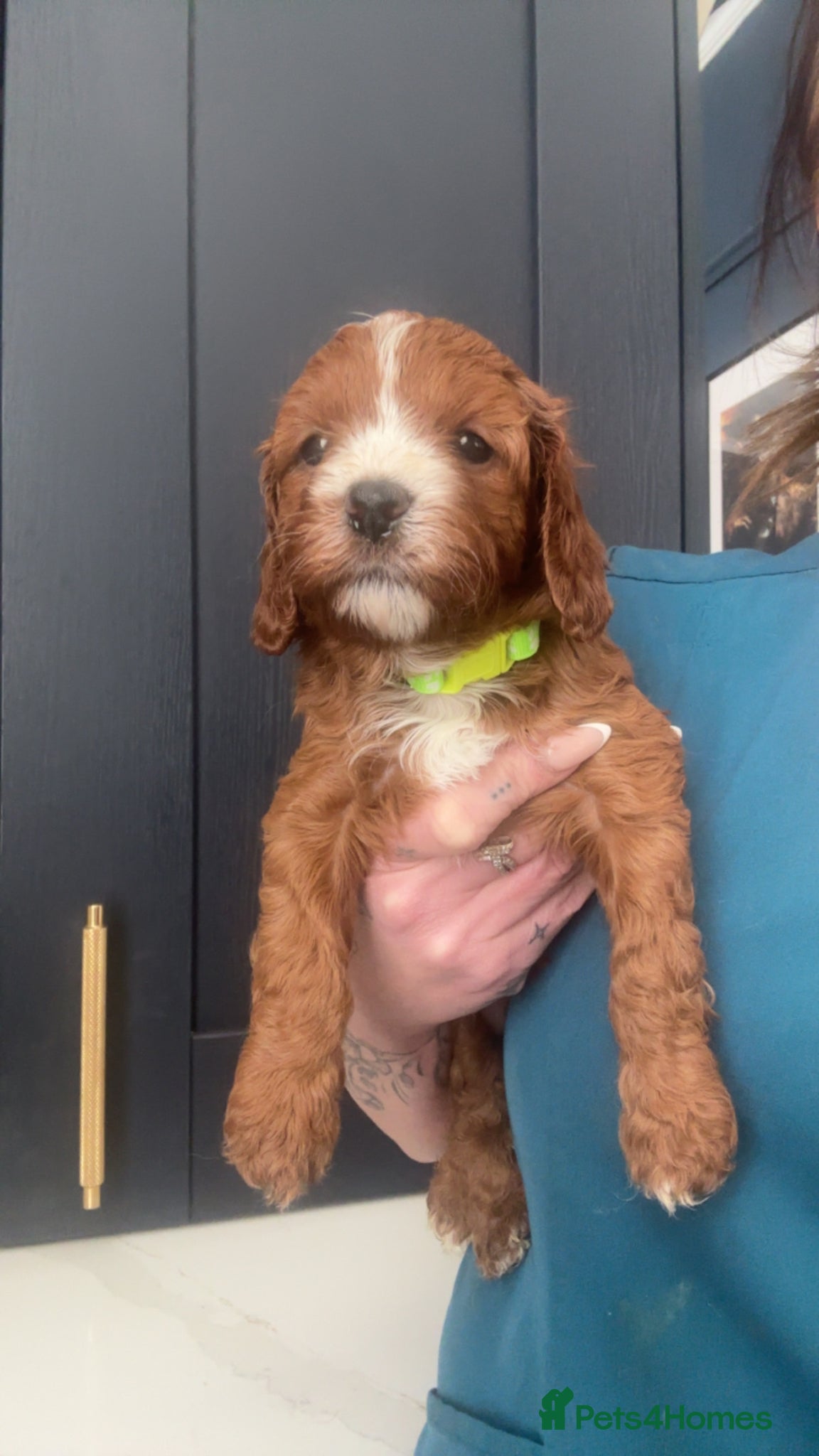 Cavapoo dogs F1 Cavapoo Puppies (Licenced Breeder) ⭐️⭐️⭐️⭐️⭐️ - Advert 1