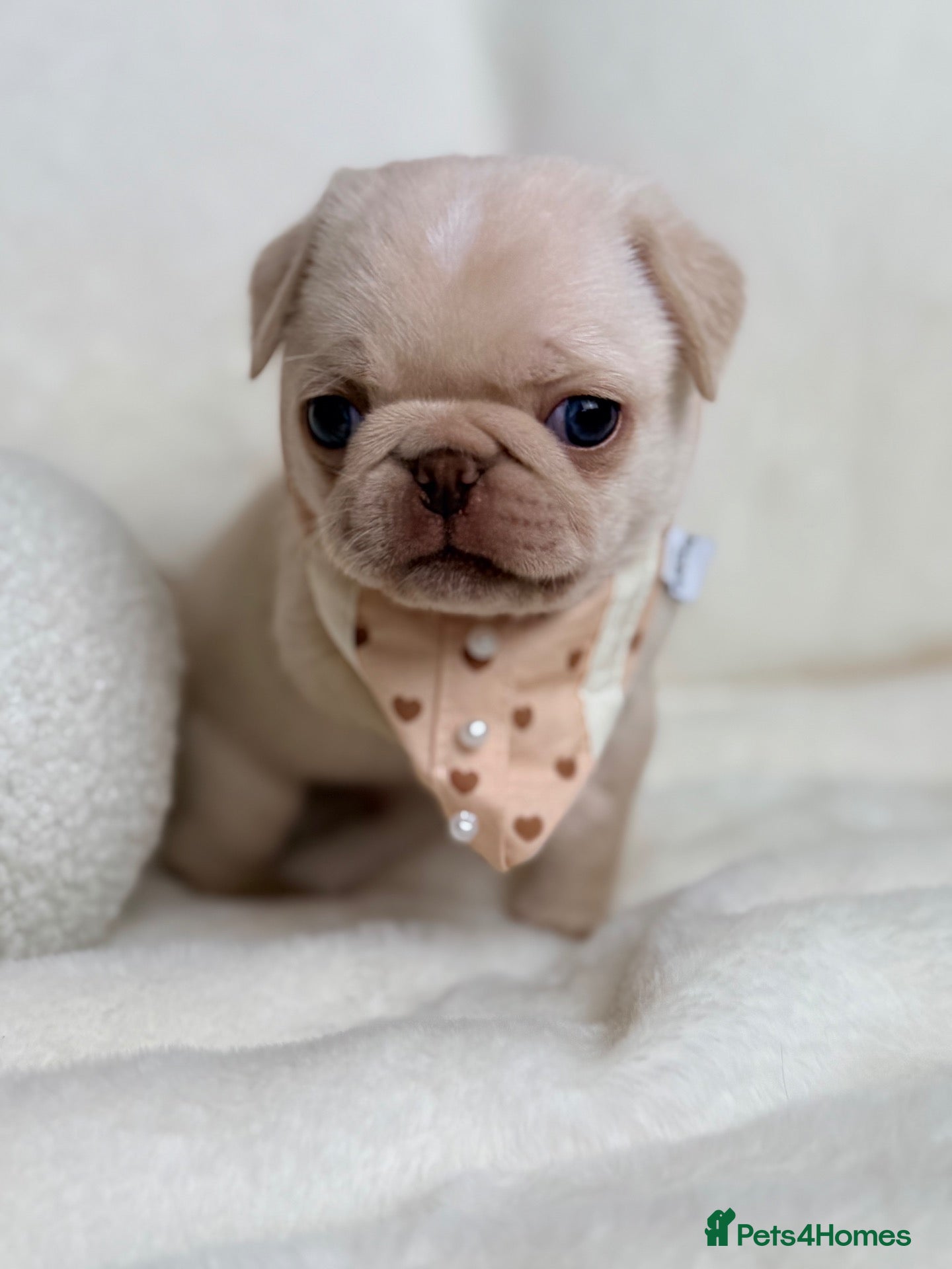 Pug dogs 3rd generation pugs 1 boy available  - Advert 2