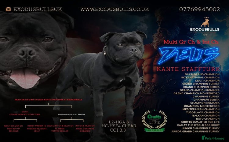 Staffordshire Bull Terrier dogs - Advert 1