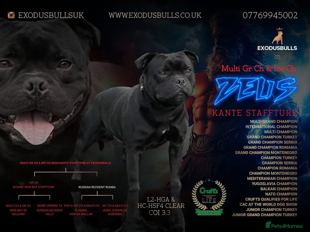 Staffordshire Bull Terrier dogs for sale: Best uk Staffordshire bull terrier litter - Image 1