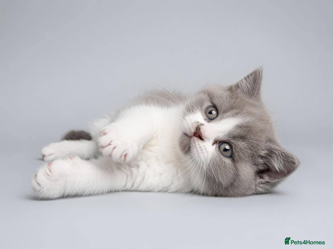 British Shorthair cats British shorthairs  kittens 2 boys 1 girl  - Advert 6