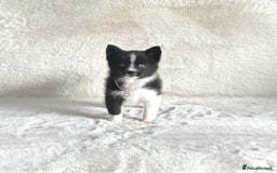 Pomsky dogs for sale: Adorable small f3 Pomsky puppies for sale  - Image 9
