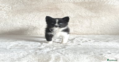 Pomsky dogs - Advert 4