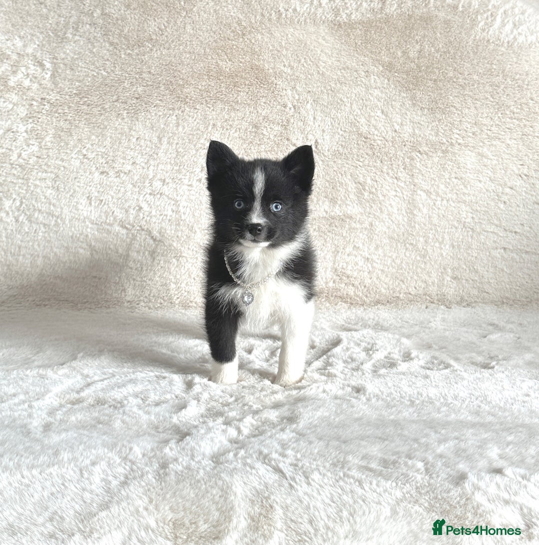 Pomsky dogs for sale: Adorable small f3 Pomsky puppies for sale  - Image 9