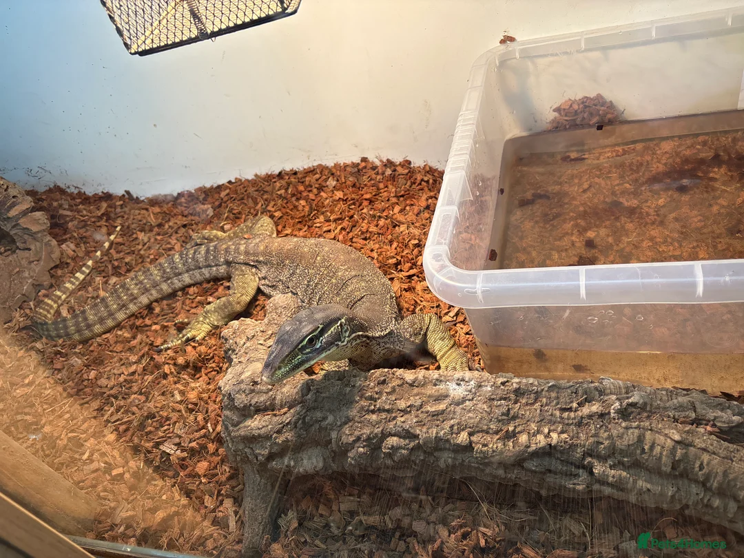 Monitor reptiles for sale: Male Nile monitor approximately 3years old - Advert 7