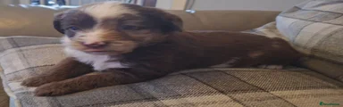 Labradoodle Puppy 1