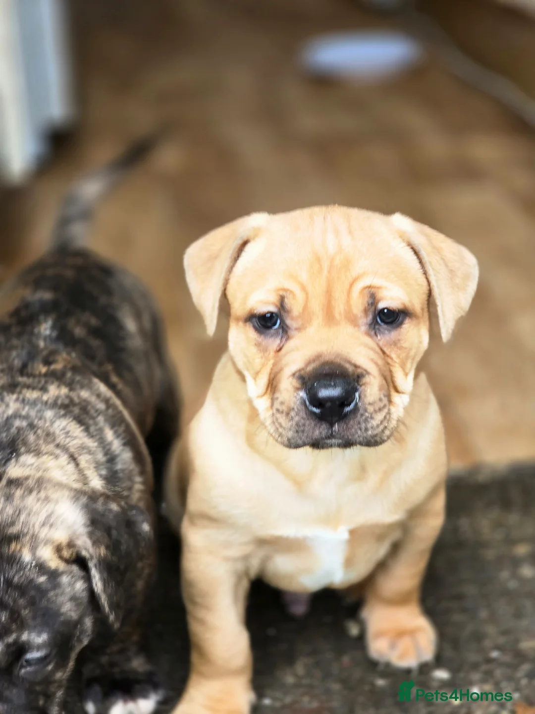 American Bully dogs for sale: Absolutely Unique and Rare Classic Bully Boys  - Advert 2