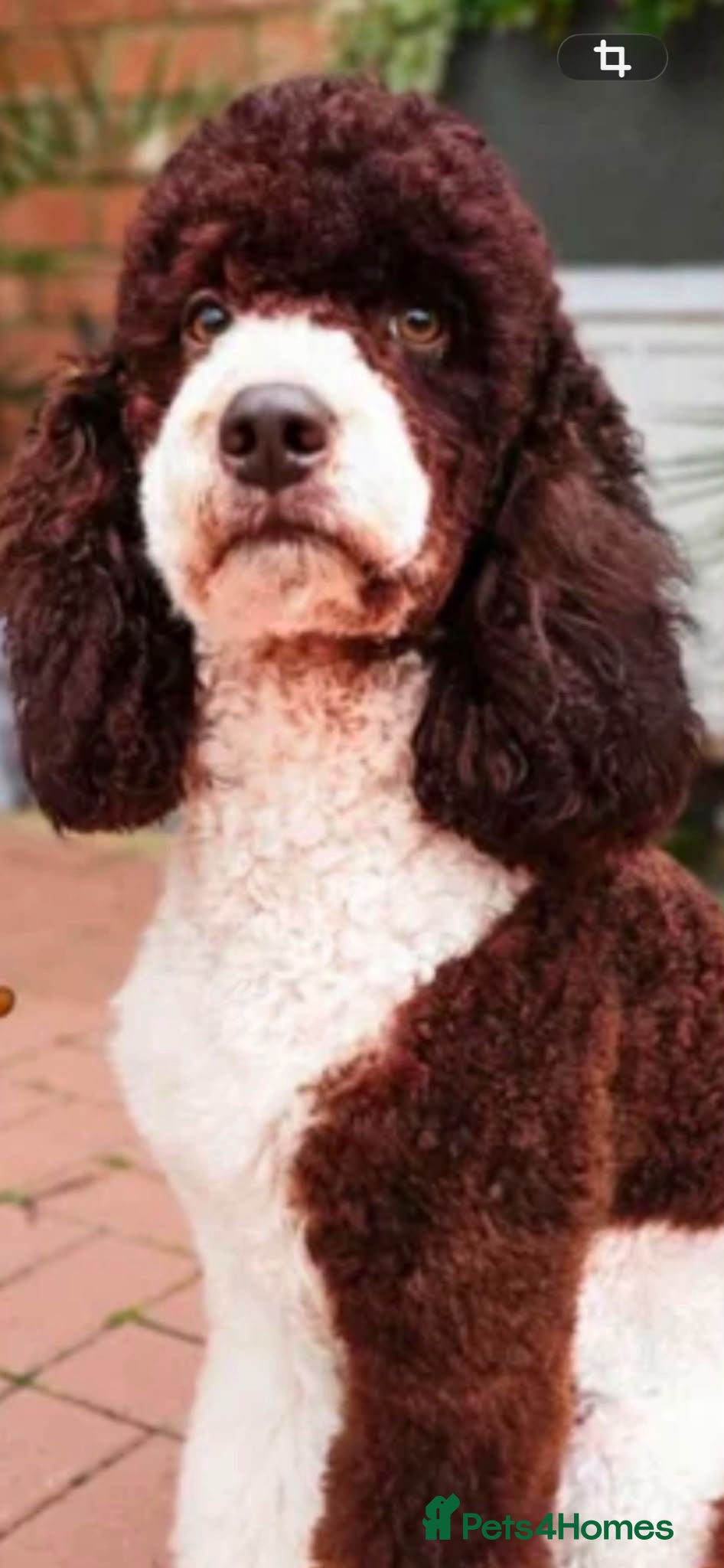 Cockapoo dogs Beautiful 11 Week Old Cockapoo Puppies Ready - Advert 2