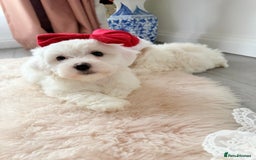 Bichon Frise dogs for sale: 🐶 Bichon Puppies – looking for loving Homes  - Image 14