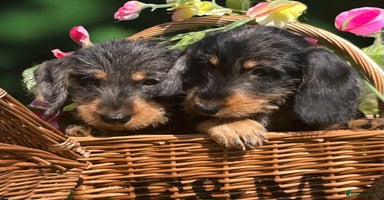 Miniature Dachshund dogs - Advert 10