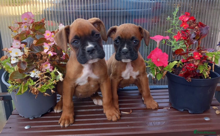 Boxer dogs - Advert 2