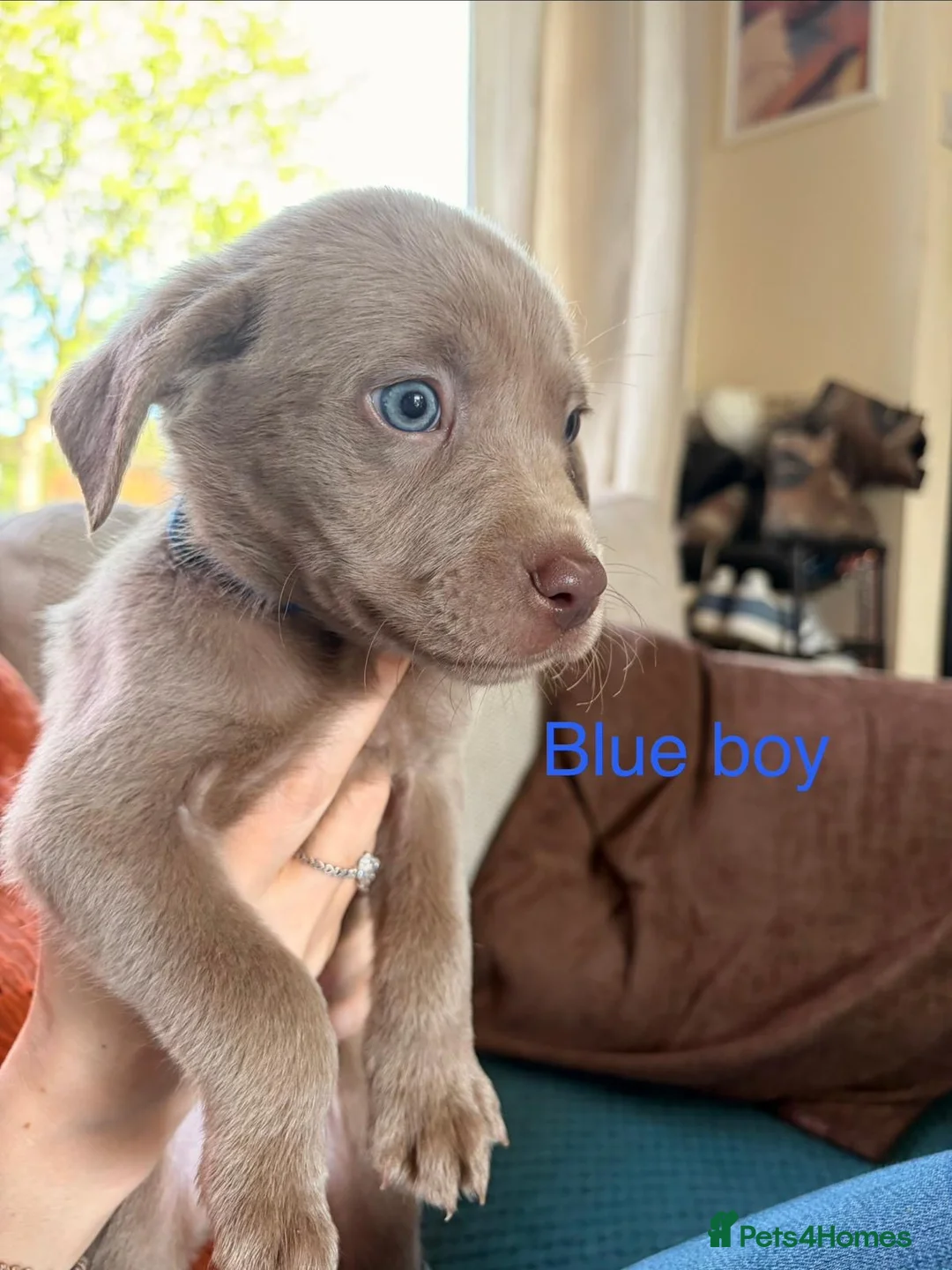 Labrador Retriever dogs for sale: Adorable KC (SILVER) labrador retriever puppies - Advert 2