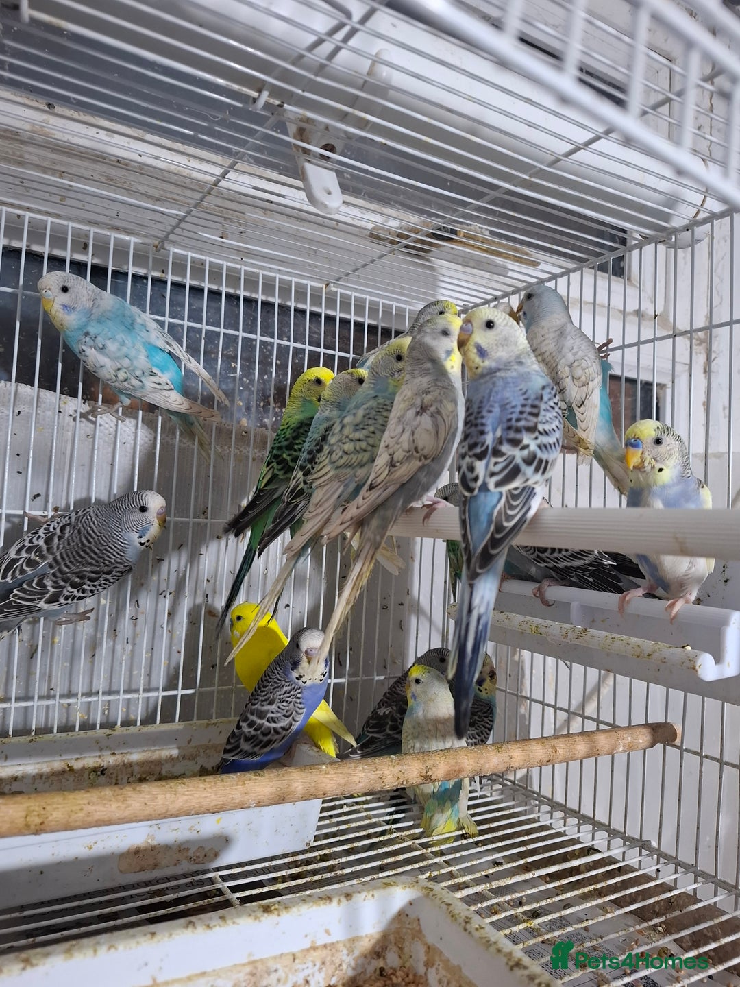 Budgerigars birds for sale: Budgies for sale Birmingham  - Image 6