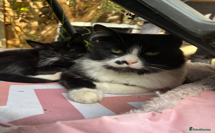 Domestic Shorthair cats - Advert 2