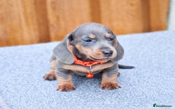 Miniature Dachshund dogs for sale: BLUE & TAN & BLACK TAN MINI DAX'S AVAILABLE  - Image 4