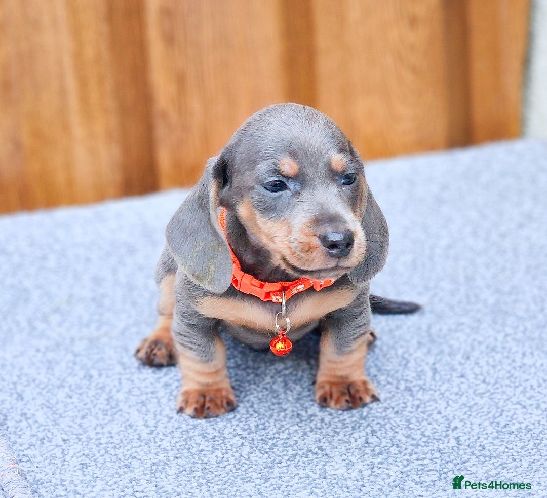 Miniature Dachshund dogs for sale: BLUE & TAN & BLACK TAN MINI DAX'S AVAILABLE  - Image 4